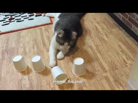 Cat Plays Cup and Ball Guessing Game - 1042118-2