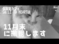 どうか助けてください・・・ 保護猫60頭!!猫様達の居場所がない