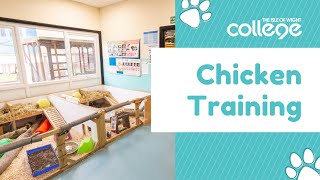 Animal Management - Chicken Training