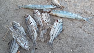 Naka harvest si kuya bernavi ng bugaong sa handline fishing | Traditional fishing