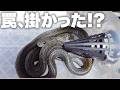 蛇用の罠を自分のペットに試してみると…!