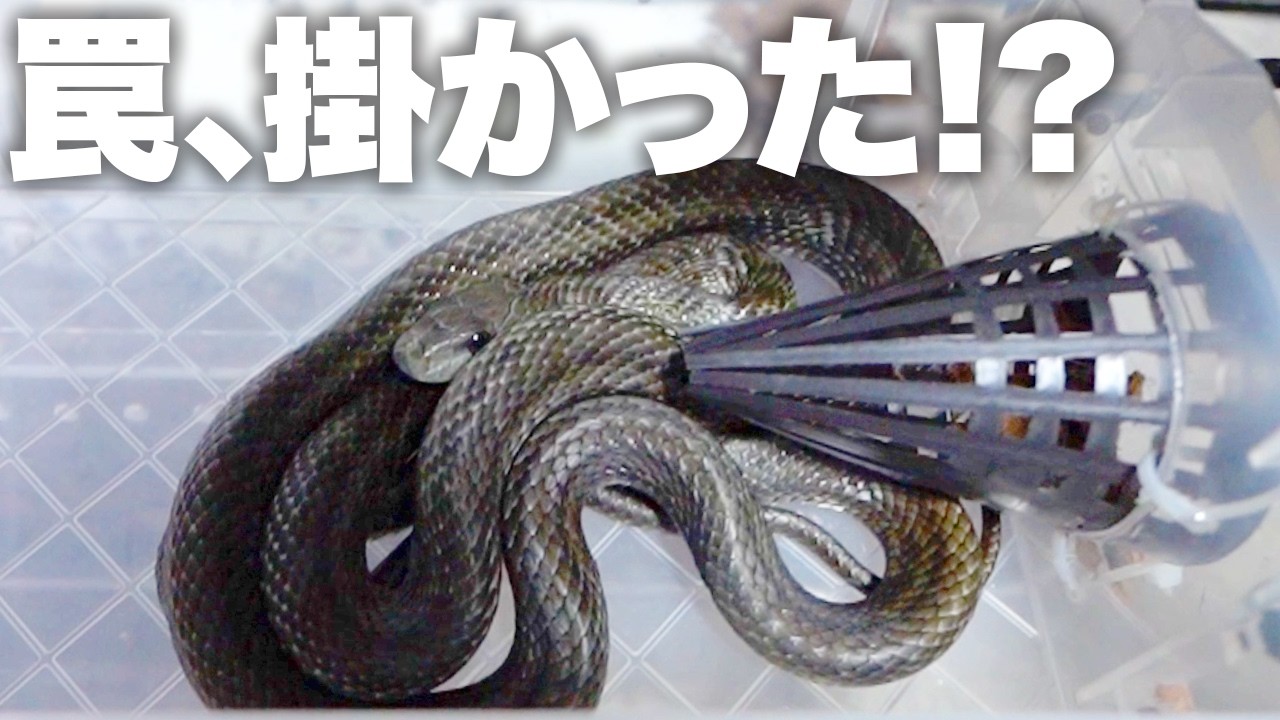 蛇用の罠を自分のペットに試してみると…!