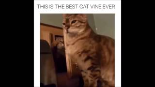 A Cat's Bitch Slap -Thug Life