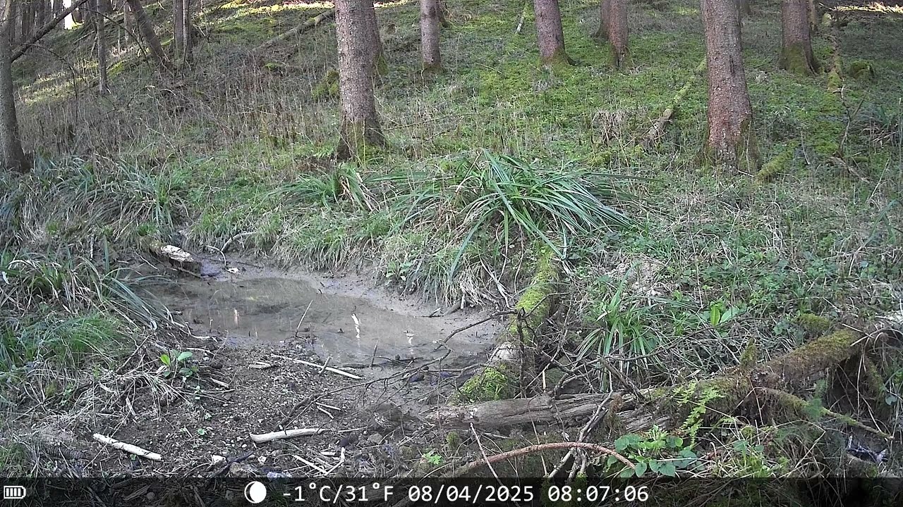 Did you know that other birds besides crows use tools? 