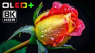 BEST OLED DEMO - Magnificent Flower Blooming in 8K HDR | Dolby Vision™ screenshot 5