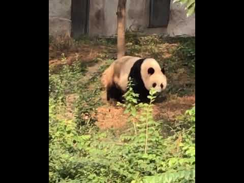 Video: Die Zuchtforschungsbasis für Riesenpandas in Chengdu