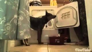 Dog Tricks By Blue The Australian Cattle Dog!