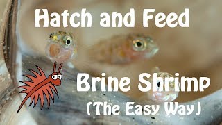 Feeding fry some baby brine shrimp 