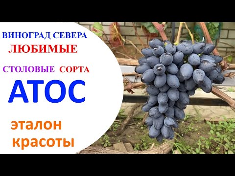 Виноград Атос  в северном Подмосковье или эталон красоты и аккуратности