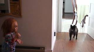 My Dog Kato Meets Chucky