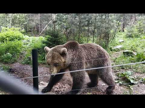 Видео: Вселената за танцуващи сцени