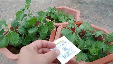 Cách Làm Cho Cây Hoa Cúc Không Bị Đóng Nụ Sớm