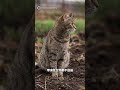 「珍稀鴨殺手貓🐈」遭獵捕  製成標本當保育教材#紐西蘭#普羅魯阿半島#野貓#NINELIVES#PestFreePurerua#獵捕#貓咪#保育