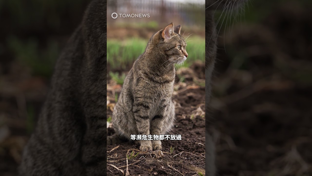 「珍稀鴨殺手貓🐈」遭獵捕 製成標本當保育教材#紐西蘭#普羅魯阿半島#野貓#NINELIVES#PestFreePurerua#獵捕#貓咪#保育 縮圖