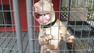 pitbulls guarding their trritory by froberts12004 1,148,246 views 15 years ago 1 minute, 3 seconds