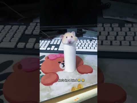 Funny hamster #foryou #fyp #funnyvideos #usa🇺🇸 #pov #funny #hamster