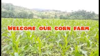 corn farm#provincelife by Josephine vlogs 10 views 1 year ago 1 minute, 25 seconds