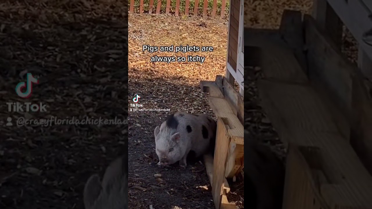itchy pigs and piglets