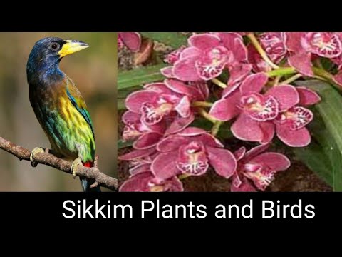 Sikkim Project l Flora & Fauna l Sikkim Plants & Birds l Endangered and  Endemic Species - YouTube