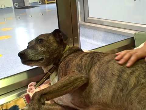 Dogs Trust Leeds: Meet Tye in his kennel.