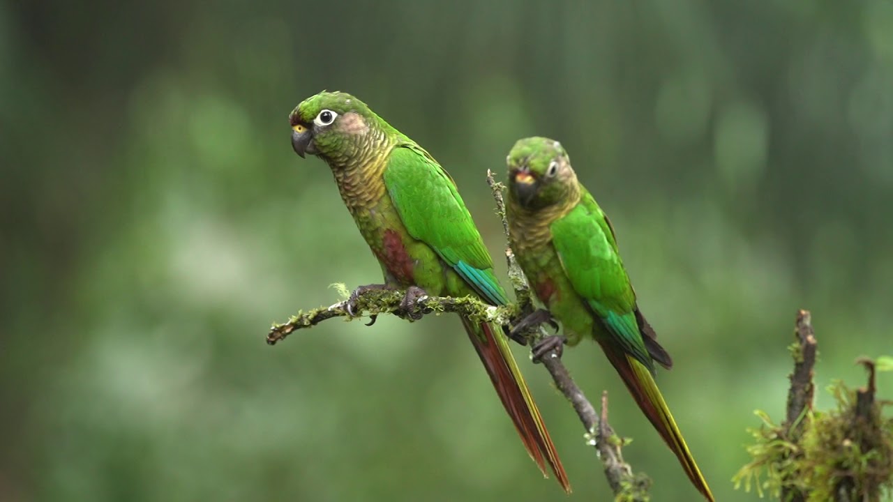 Maroon Bellied Parakeet Pyrrhura Frontalis Braunohrsittich Mata Atlantica Brazil Youtube