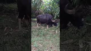 Bison are large, massive bodies, shaggy coats and distinct shoulder humps...👺👺👺