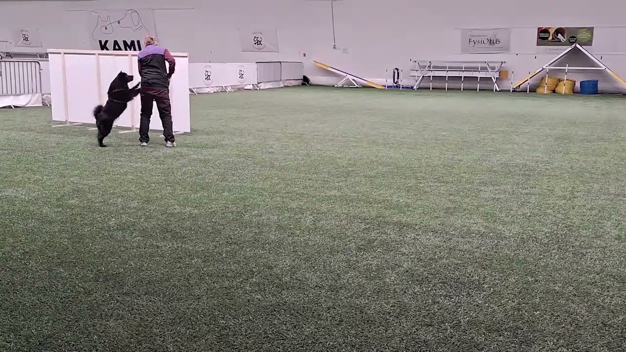 2026 vko6 koiratanssitreenit4