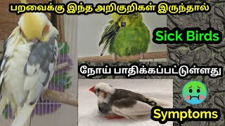 Sick Pet Birds Symptoms In Tamil How To Find Out Pet Bird Is Sick Or Not?