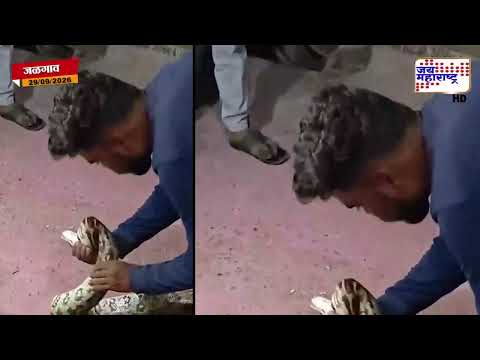 Jalgaon News : घरात शिरला 8 फूट अजगर; सर्पमित्रांनी केली शिताफीने सुटका | Jai Maharashtra News