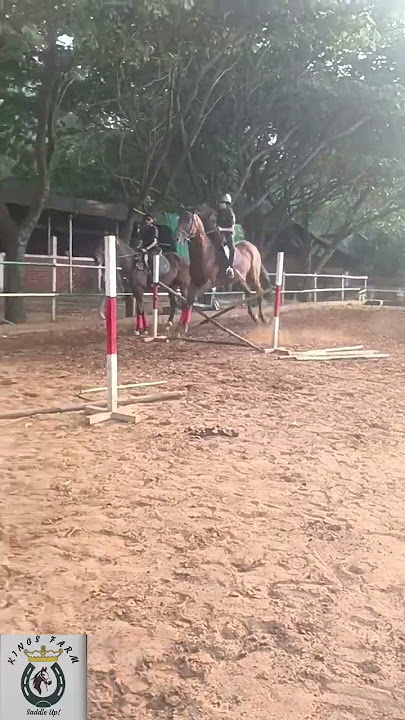 Equestrian 🐎 Indus P.Vivan .Gr7 .22/11/23
