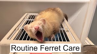 Routine Ferret Care by Ferret Tails 1,884 views 5 months ago 5 minutes, 47 seconds