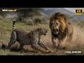 Wildlife Battle: Lion vs Cheetah vs Hyenas | Epic Animal Fight