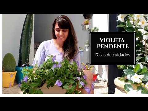 Vídeo: Violeta - Descrição, Folha E Flores De Violeta, Variedades De Violeta, Cuidado De Violeta. Sala Violeta, Tricolor, Uzambar