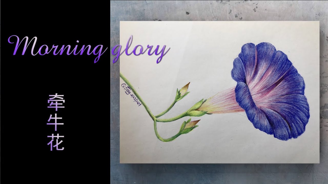 【Colored pencils】Morning glory 彩铅-牵牛花