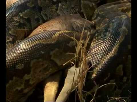 Vidéo: Le serpent le plus dangereux de la planète : classement, caractéristiques et faits intéressants