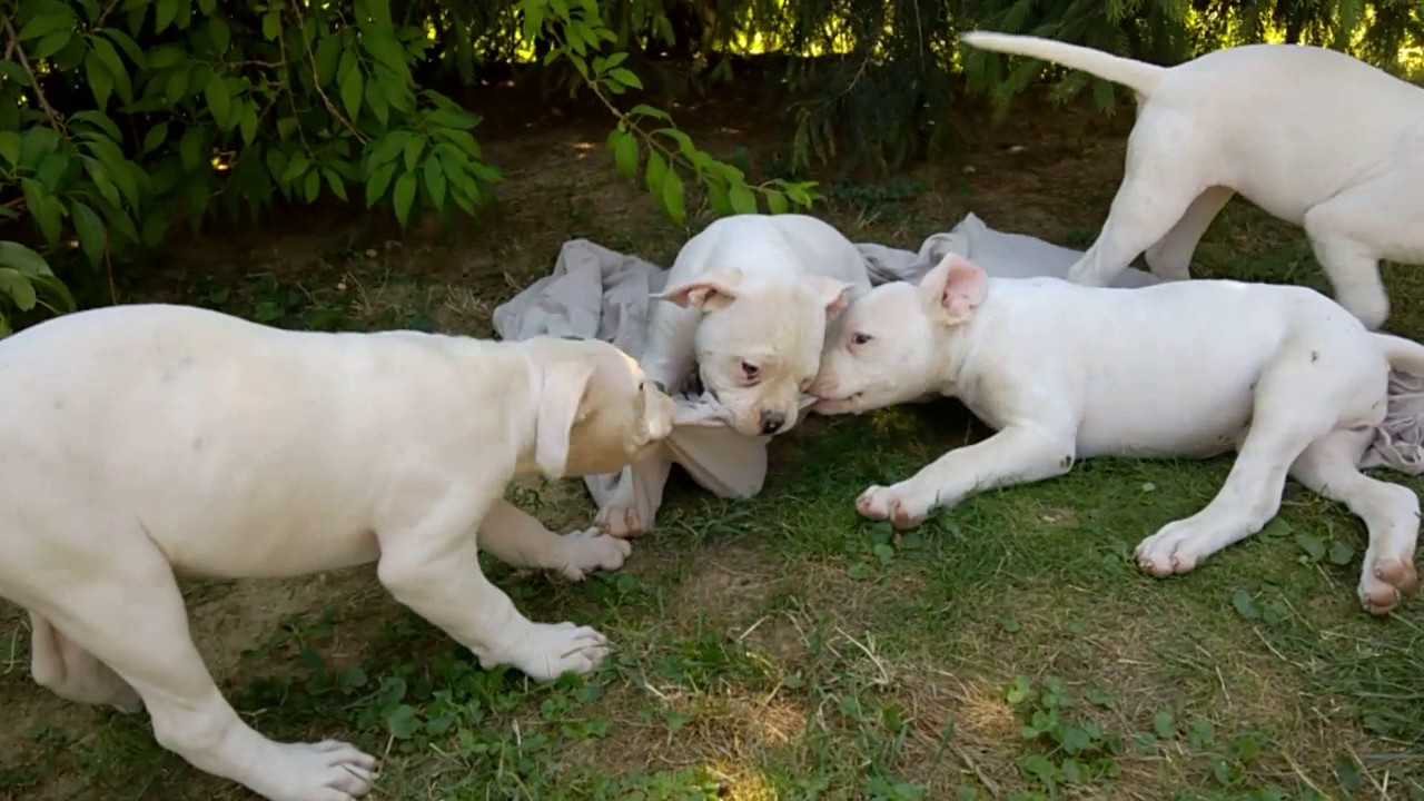 American bulldog puppies play at 35 degrees Celsius - YouTube