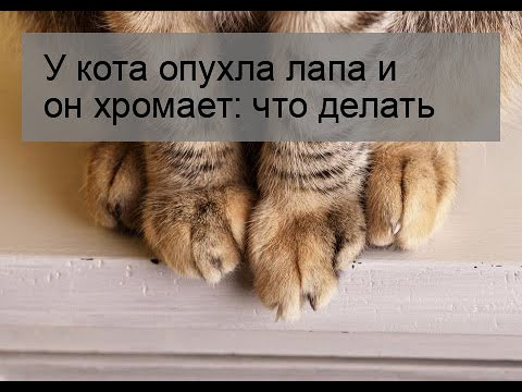 У кота опухла лапа и он хромает: что делать