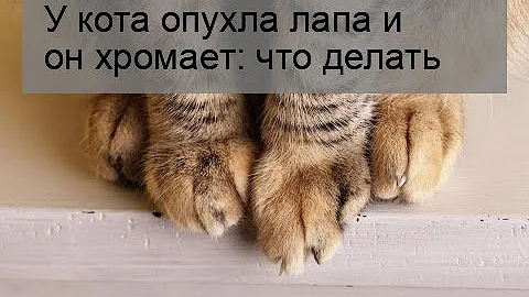 У кота опухла лапа и он хромает: что делать
