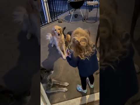 Video of adorable toddler telling family dogs to 'say grace' before giving them