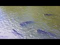 Рыба-кот. Cat fish.  Кормление в парке. Тайланд Паттайя 20117 год.