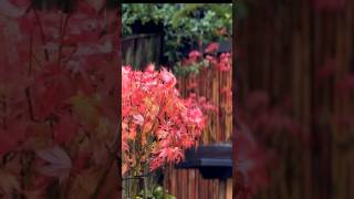 Deciduous Bonsai Care in October bonsai bonsaicare bonsaitrees