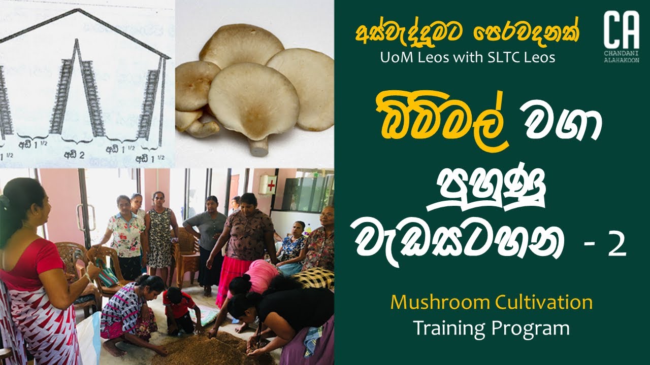 අස්වැද්දුමට පෙරවදනක් | බිම්මල් පුහුණු වැඩසටහන ( Part 2) |  Mushroom Cultivation Training Program
