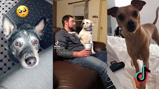 Funny Dogs And Cats Reaction - Clingy Pet TikTok Compilation | Goofy Pets