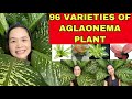 96 VARIETIES OF AGLAONEMA PLANTS + IDENTIFICATION OF AGLAONEMA PLANTS #varietes #aglaonema