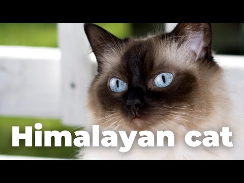 Video: 4 moduri de a îngriji pisicile din Himalaya