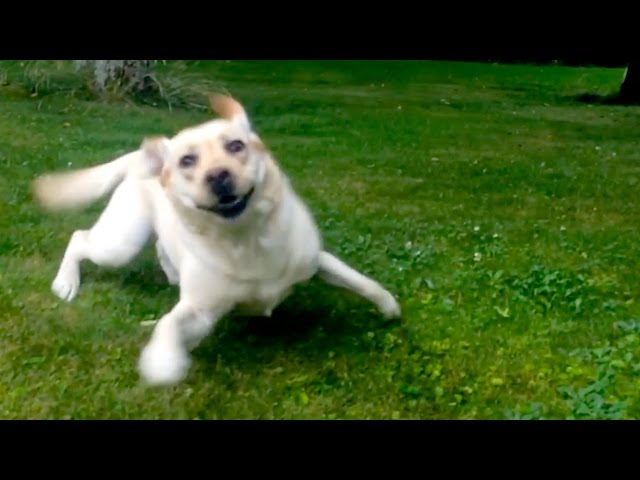 Stella Gets the Zoomies! class=