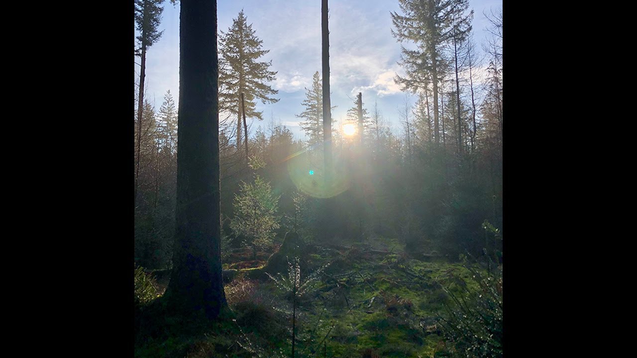 Morning Glory 💚 - Sounds of Healing