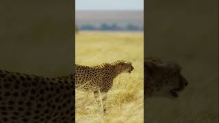 Interesting Facts About The Cheetahs, The Animal 2023