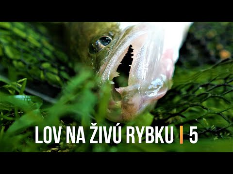 Video: Heh Z Rýb V Kórejčine: Recepty Na šťuky, Zubáče, Kapra A ďalšie Ingrediencie, Krok Za Krokom S Fotografiou