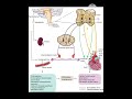 hypotension pathology#ayushi #uploadshort#viralshorts